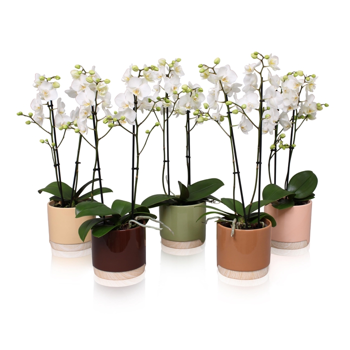 <h4>Phal. Multiflora 2-tak wit in keramiek BGC981 Wood Chopper</h4>