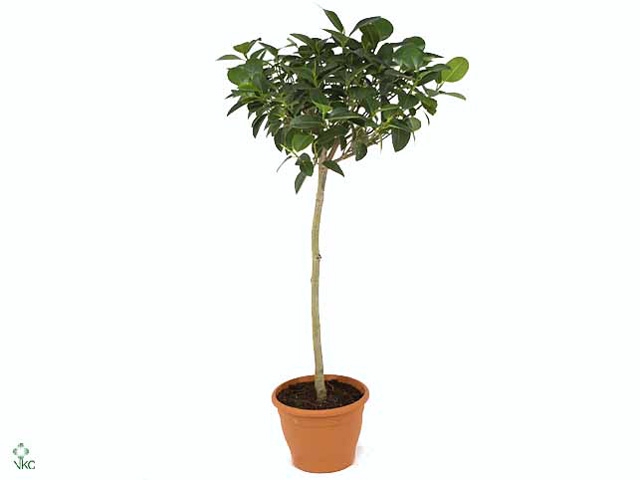 Ficus rubiginosa 'Australis'