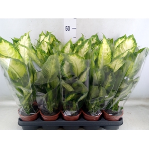 Dieffenbachia  'Camilla'
