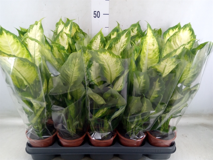 <h4>Dieffenbachia  'Camilla'</h4>
