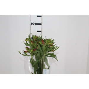 ALSTROEMERIA CINNAMON 080 CM