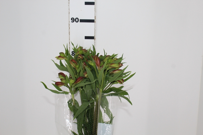 <h4>ALSTROEMERIA CINNAMON 080 CM</h4>