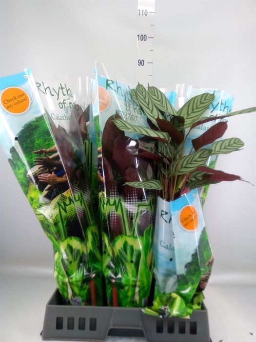 <h4>Ctenanthe setosa 'Compactstar'</h4>