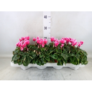 Cyclamen KL 'Compact Fuji'