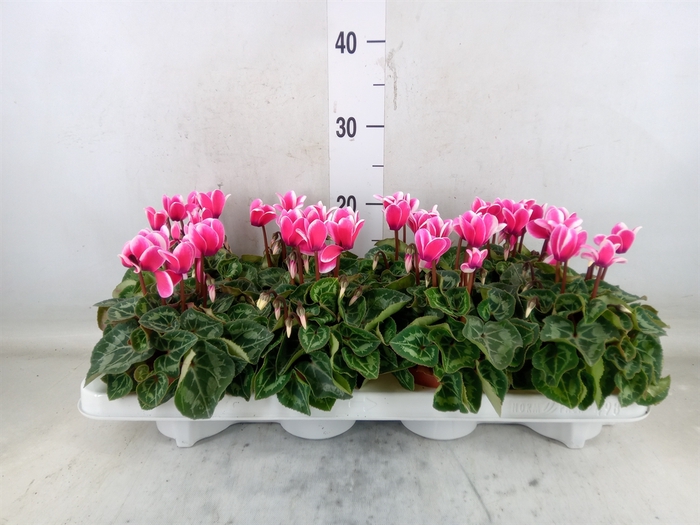 <h4>Cyclamen KL 'Compact Fuji'</h4>