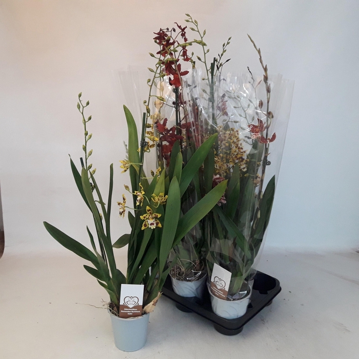 <h4>VUYLST PLUSH</h4>