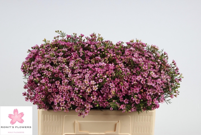 <h4>CHAME UN JUPITER</h4>