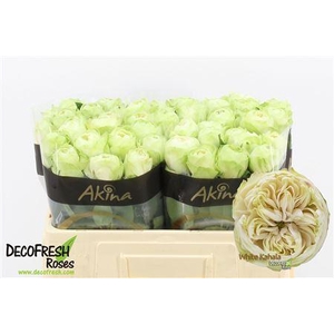 R GR WHITE KAHALA-BB