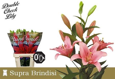 <h4>Li La Brindisi</h4>