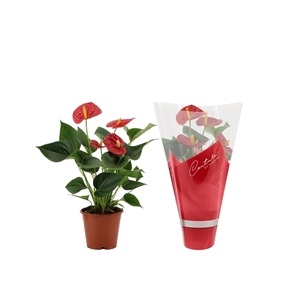 Anthurium Success Red in Couture sleeve