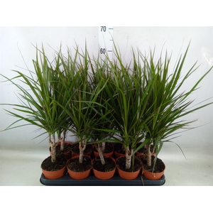 Dracaena marg.