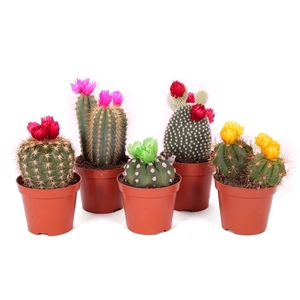 Cactus disco bloem 8,5 cm