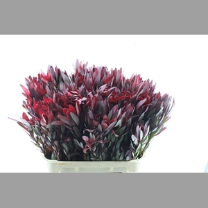 Leucad Saf Sunset Spray