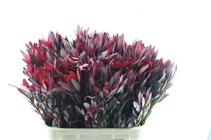 <h4>Leucad Saf Sunset Spray</h4>