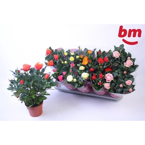 RO B MONDE GEM 6 SRT