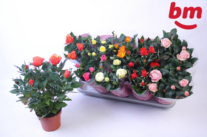 <h4>RO B MONDE GEM 6 SRT</h4>