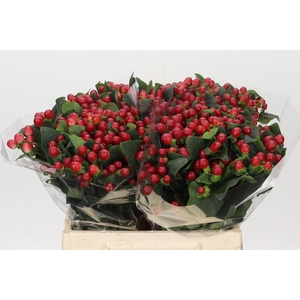 Hypericum True Romance