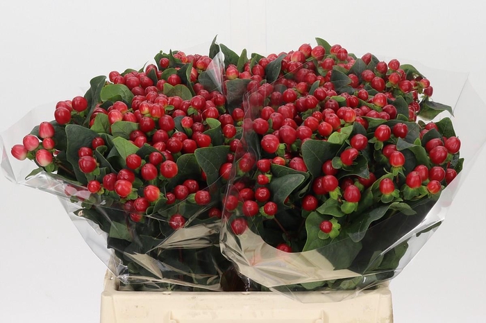 <h4>Hypericum True Romance</h4>