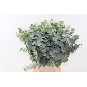 Euca Cinerea Short Per Bunch 150 Gram Za
