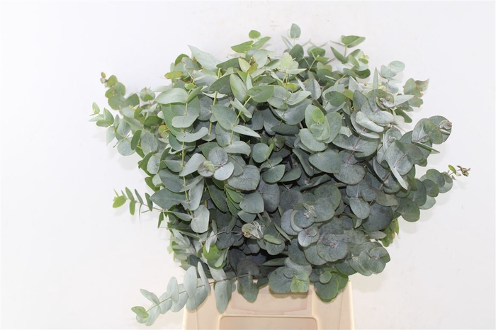 <h4>Euca Cinerea Short Per Bunch 150 Gram Za</h4>