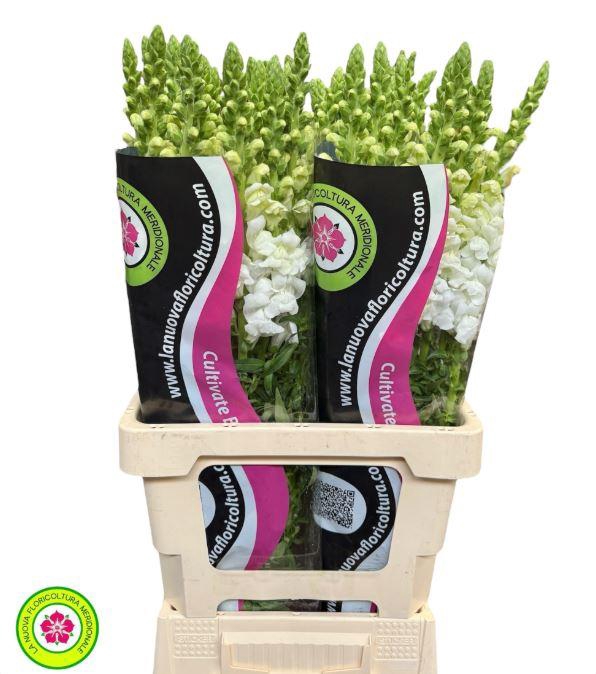 Antirrh Potomac White