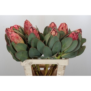 Protea Grandiceps