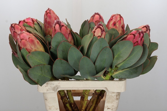 <h4>Protea Grandiceps</h4>