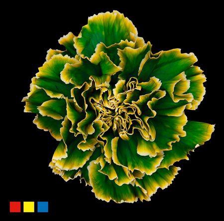 <h4>Dianthus St Dublin</h4>