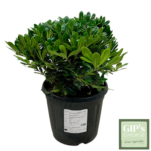 Pittosporum tobira 'Nanum' P30