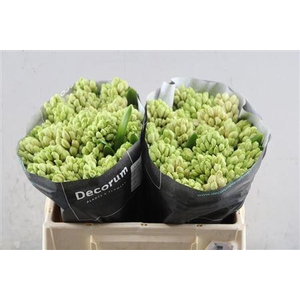 Hyac Fondant (straathof)