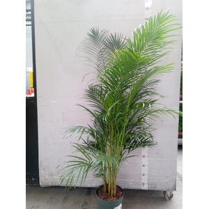 Dypsis lutescens   ...Chrysalidoca