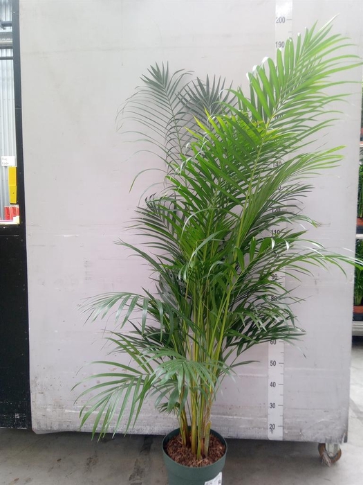 <h4>Dypsis lutescens   ...Chrysalidoca</h4>