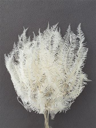 Dec Koraalvaren Gebleekt