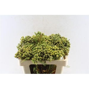 Kaaps Berz Abrotanoides