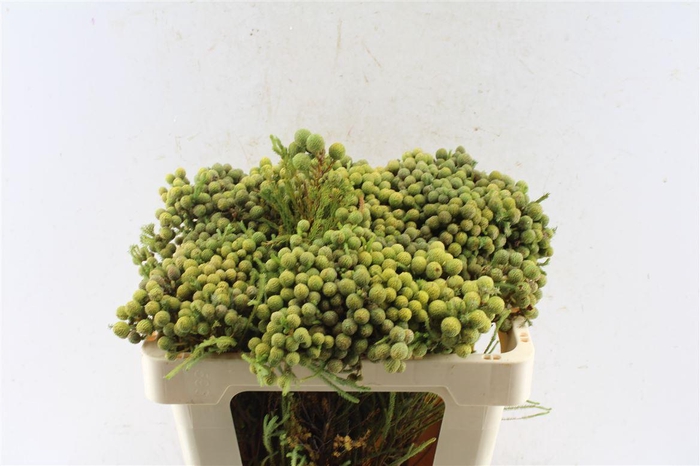 Kaaps Berz Abrotanoides