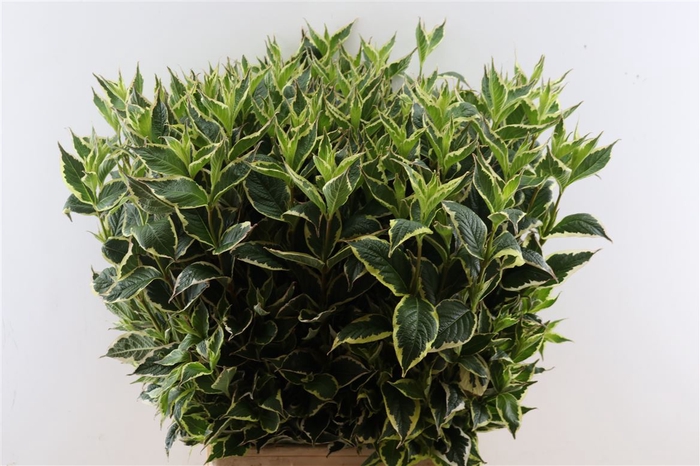 <h4>Weigela Fl Elstead</h4>