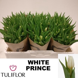 TU EN WHITE PRINCE
