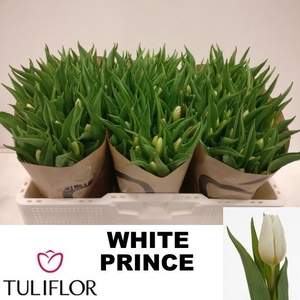 TU EN WHITE PRINCE