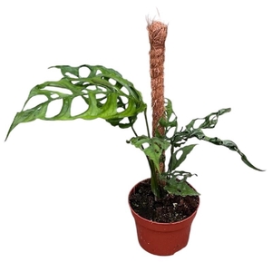Monstera Obliqua Peru
