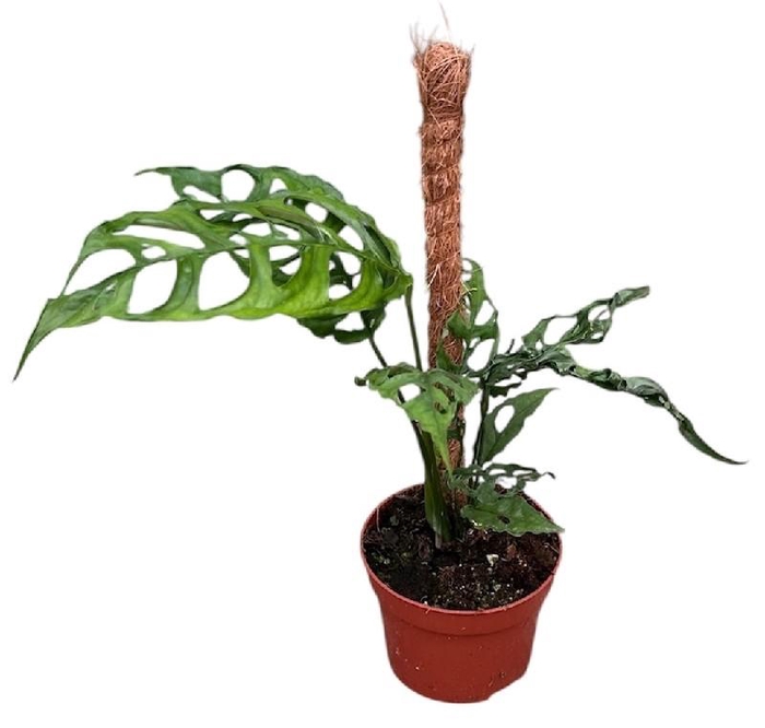 <h4>Monstera Obliqua Peru</h4>