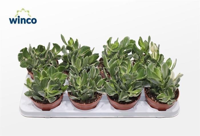 <h4>Crassula Ovata Variegata</h4>
