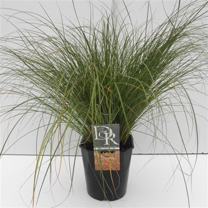 Graminées Carex 'Prairy Fire'