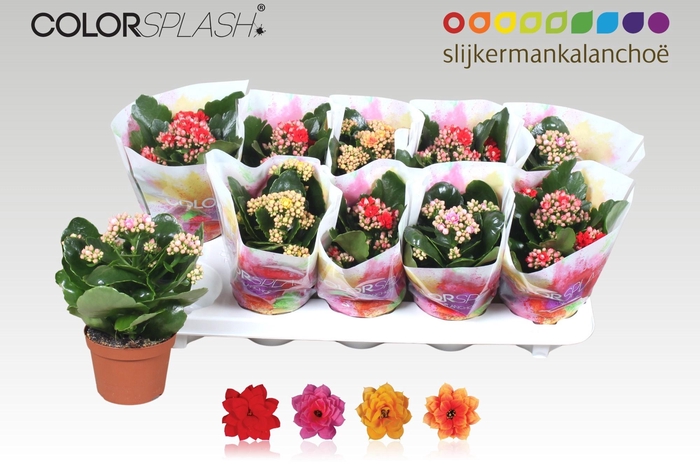 <h4>KAL GE GEM 4 KL</h4>