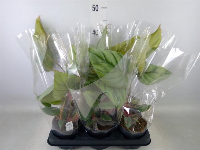 <h4>Philodendron   ...</h4>