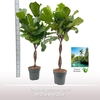 Ficus lyrata