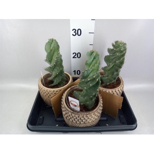 Cereus ...