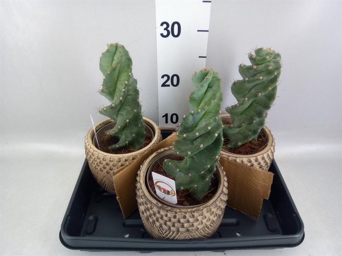 <h4>Cereus   ...</h4>