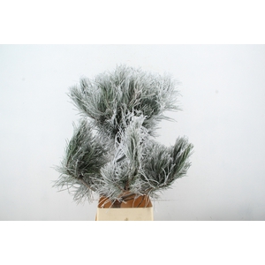 Pinus Tree Bonsai Snow 120cm