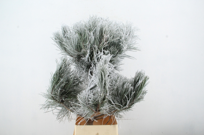 <h4>Pinus Tree Bonsai Snow 120cm</h4>