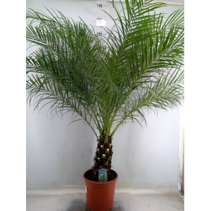 Phoenix roebelenii